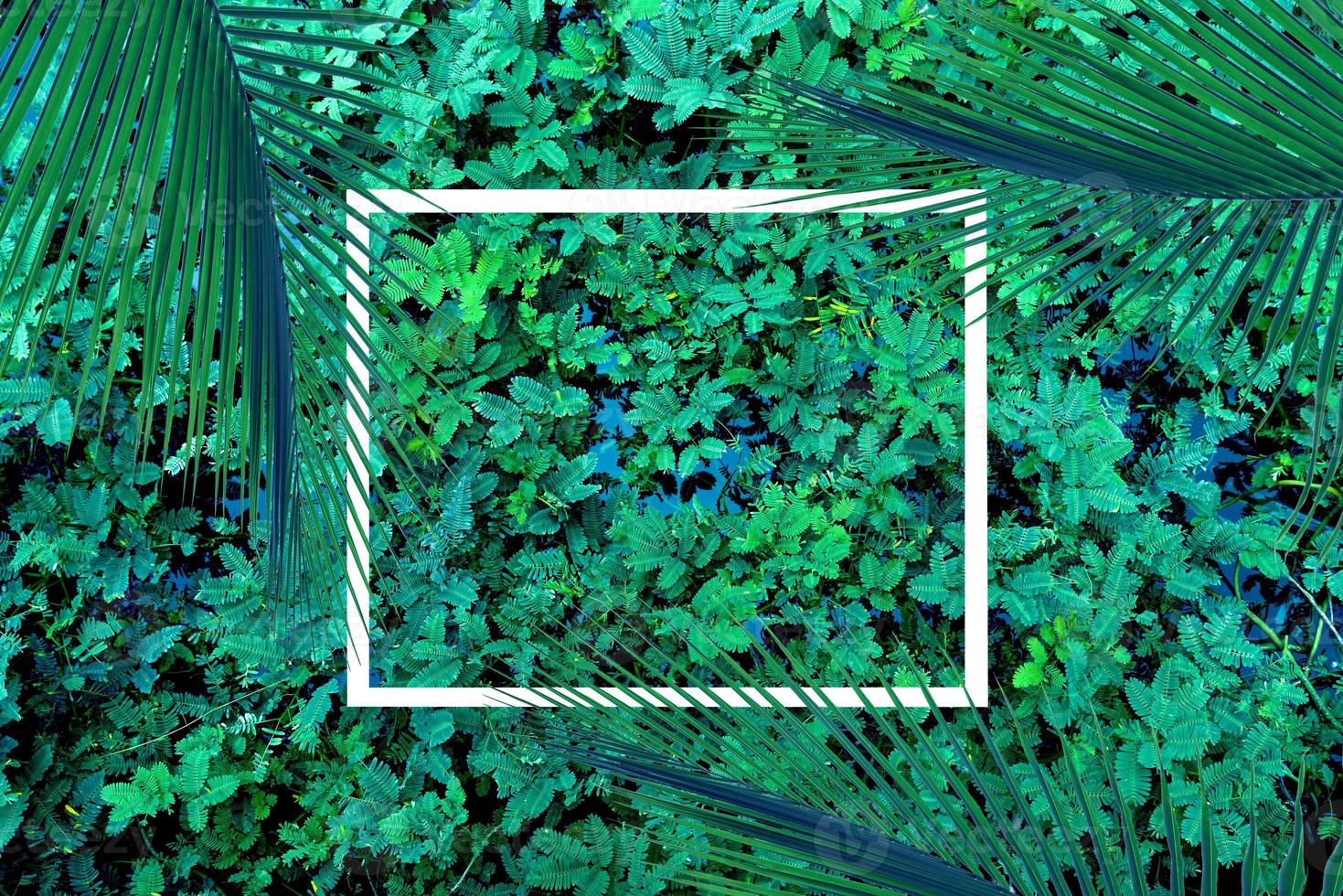 Green leaves pattern with white frame for nature concept,leaf palm tree photo