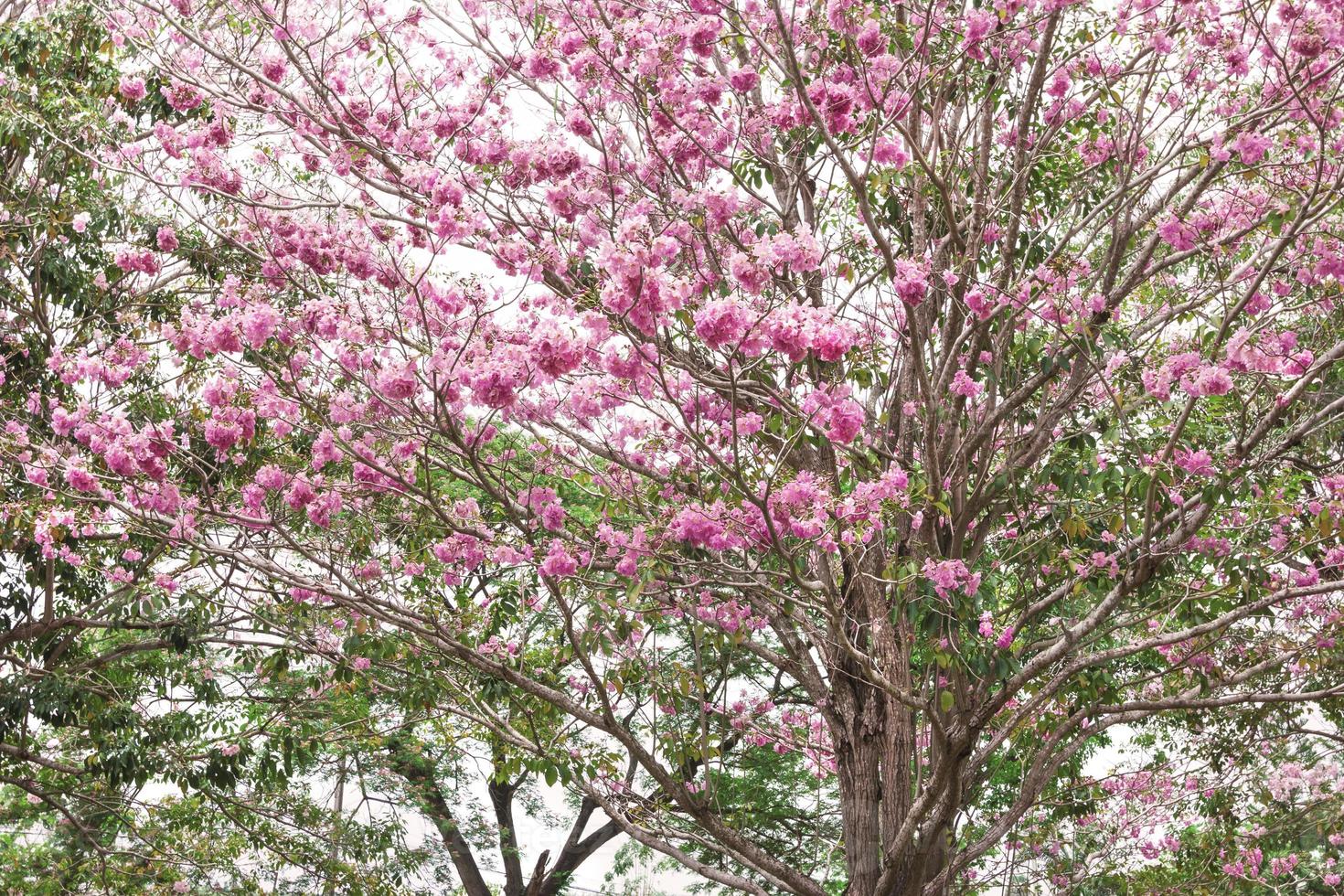Pink trumpet tree or Tabebuia rosea isolated on white background photo