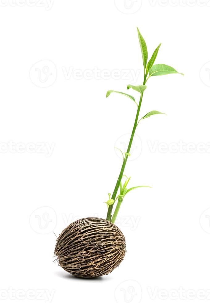 Suicide tree, Pong pong seed or Alstonia scholaris or apocynaceae,isolated on white background photo