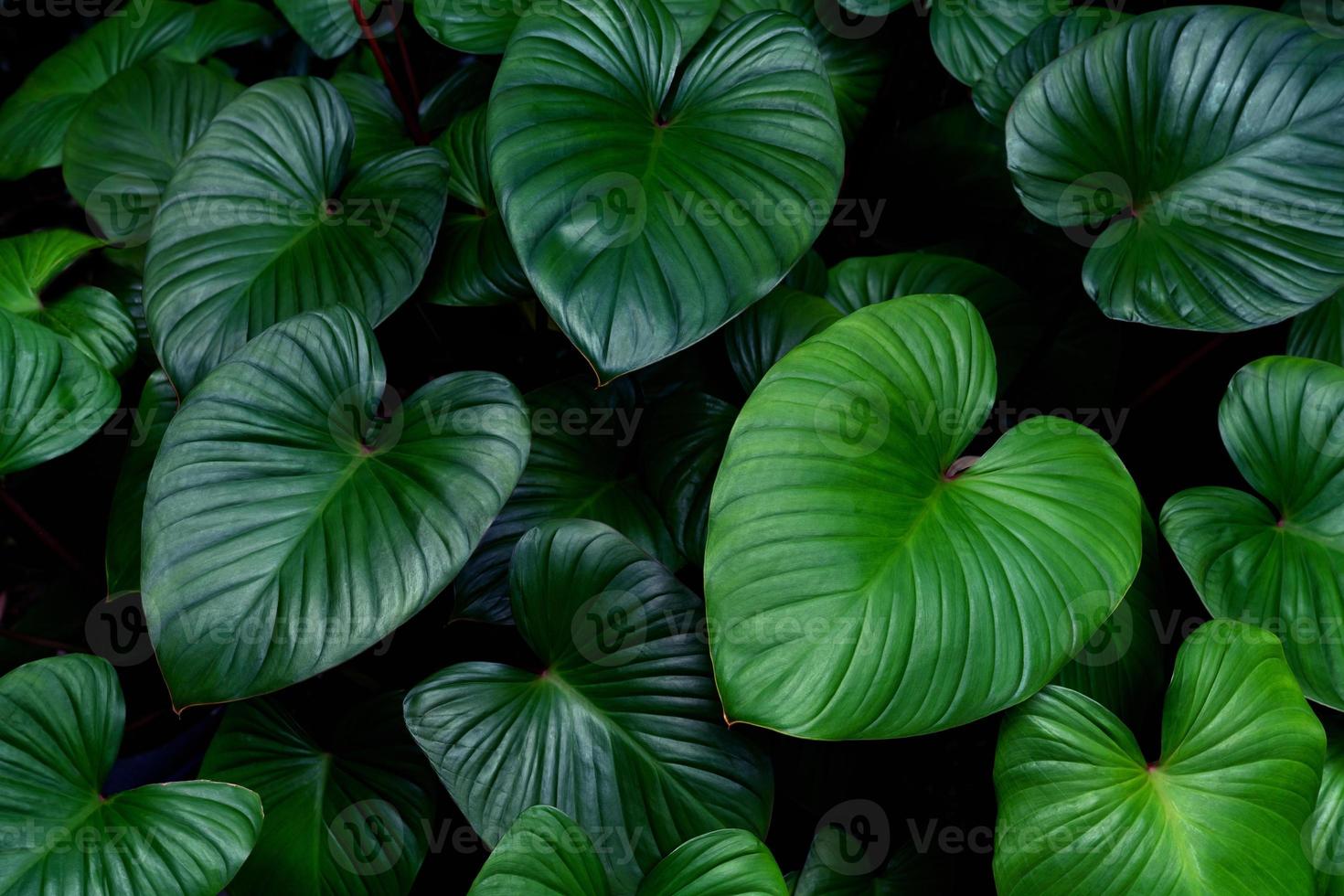 Green leaves pattern for nature concept,leaf homalomena rubescens tree textured background photo
