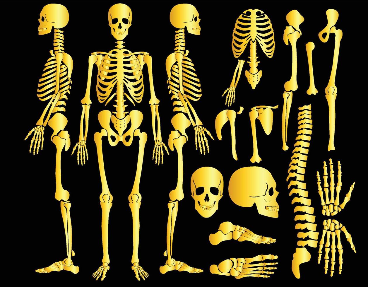 Golden human bones skeleton silhouette collection set vector