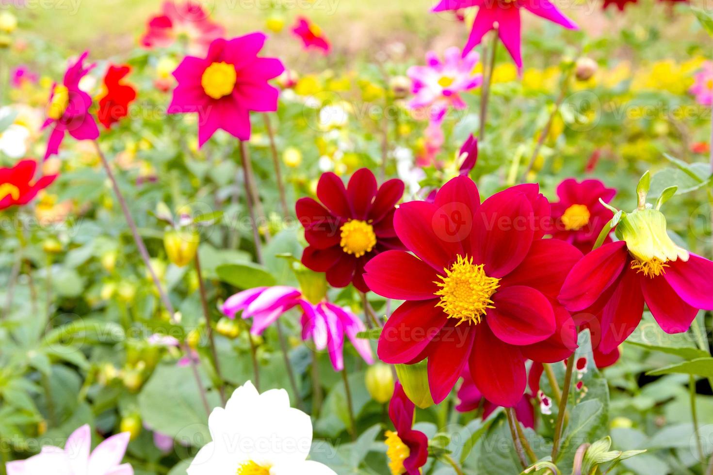 Closeup red cosmos flowers photo