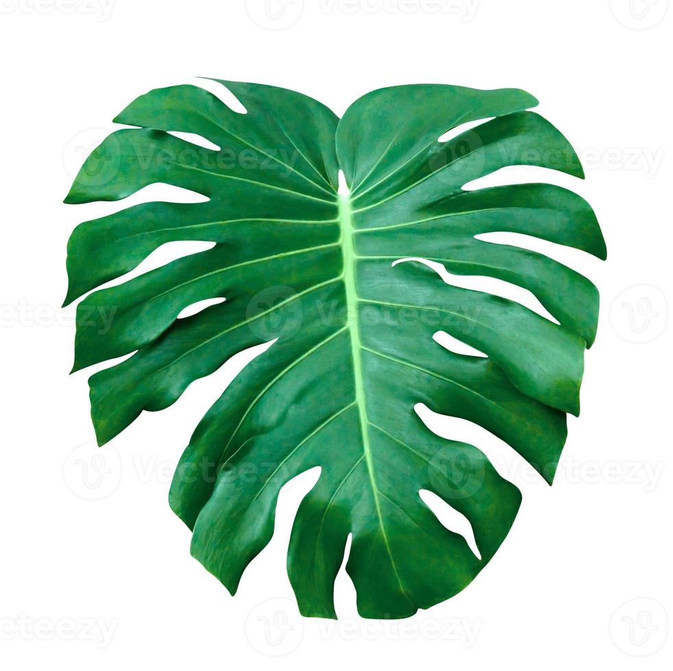Green leaves pattern,leaf monstera isolated on white background,include clipping path photo