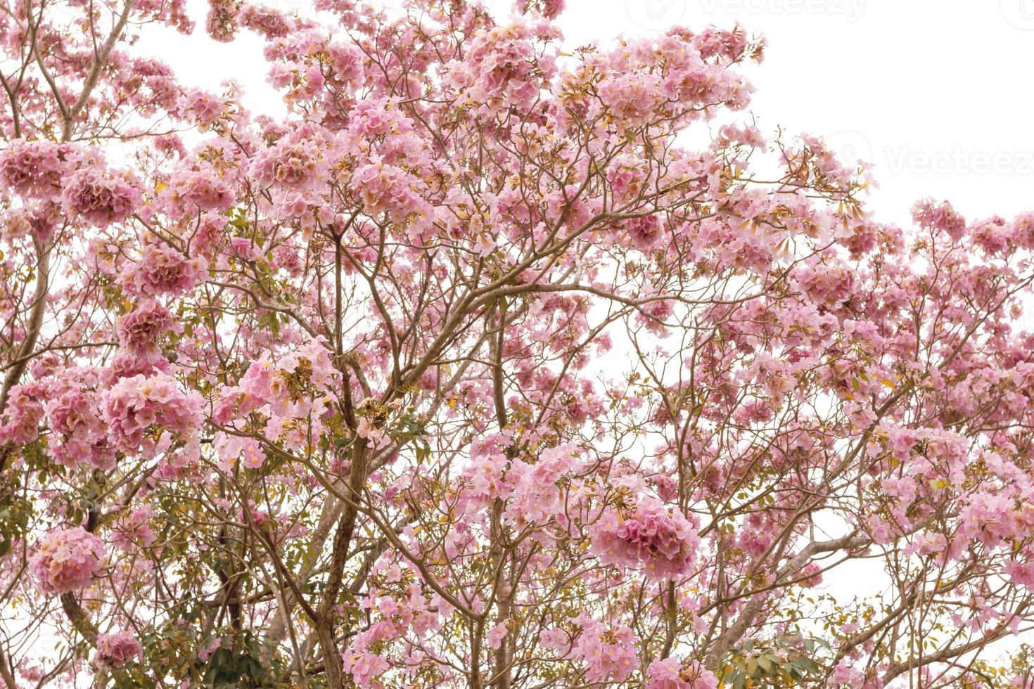 Pink trumpet tree or Tabebuia rosea isolated on white background photo