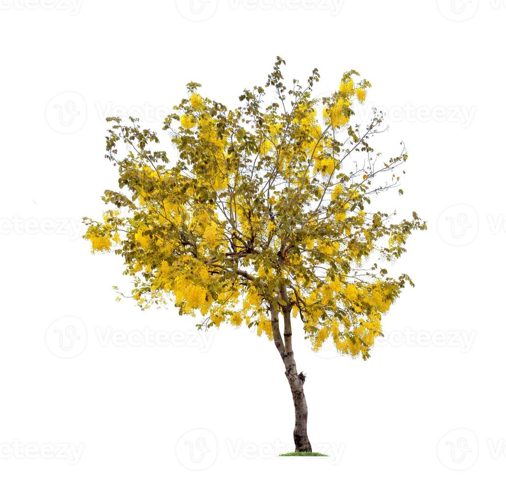 Golden Shower or Cassia Fistula isolated on white background,national tree of Thailand photo