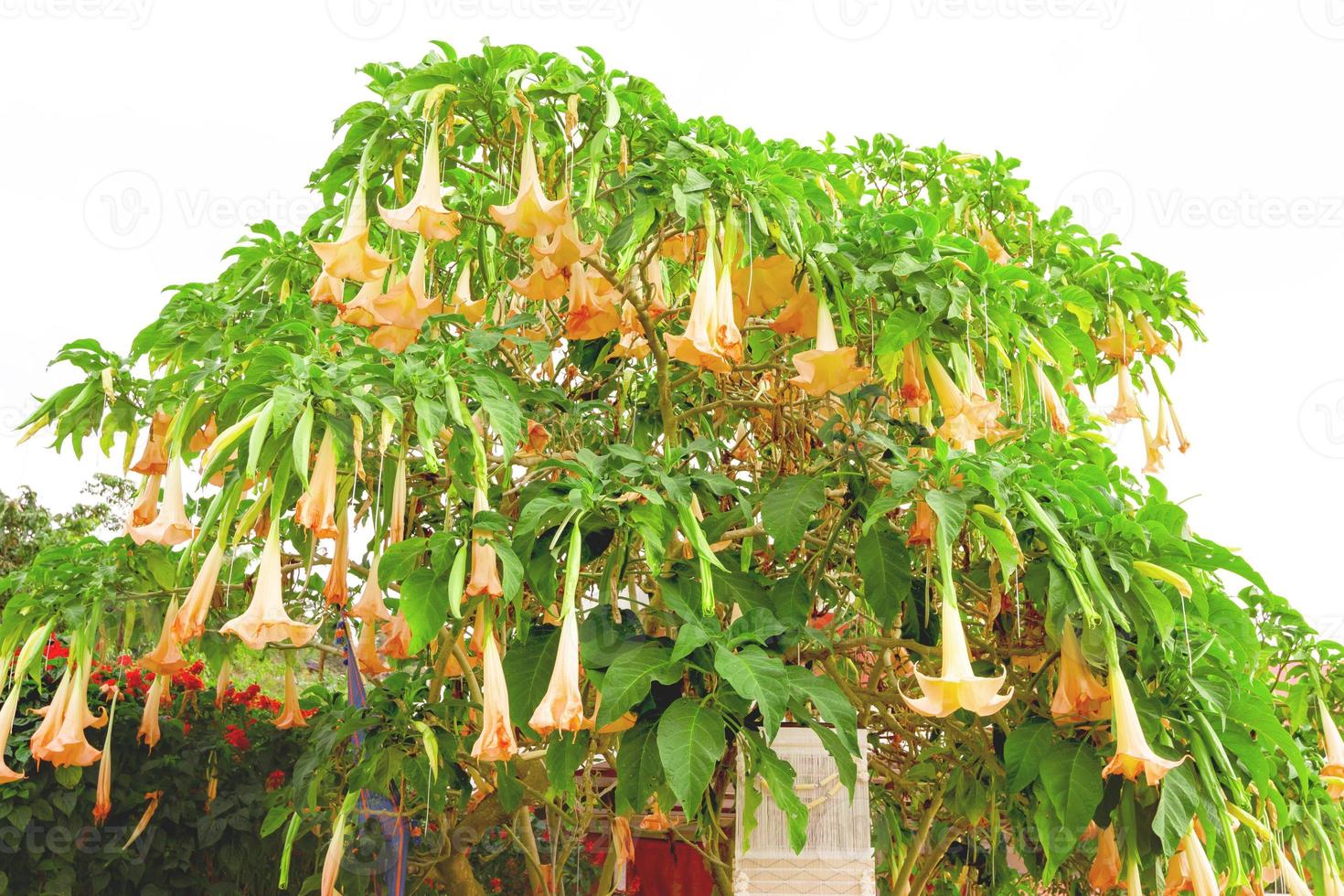 Orange Brugmansia candida Pers or Angel Trumpet flower with White Sky photo