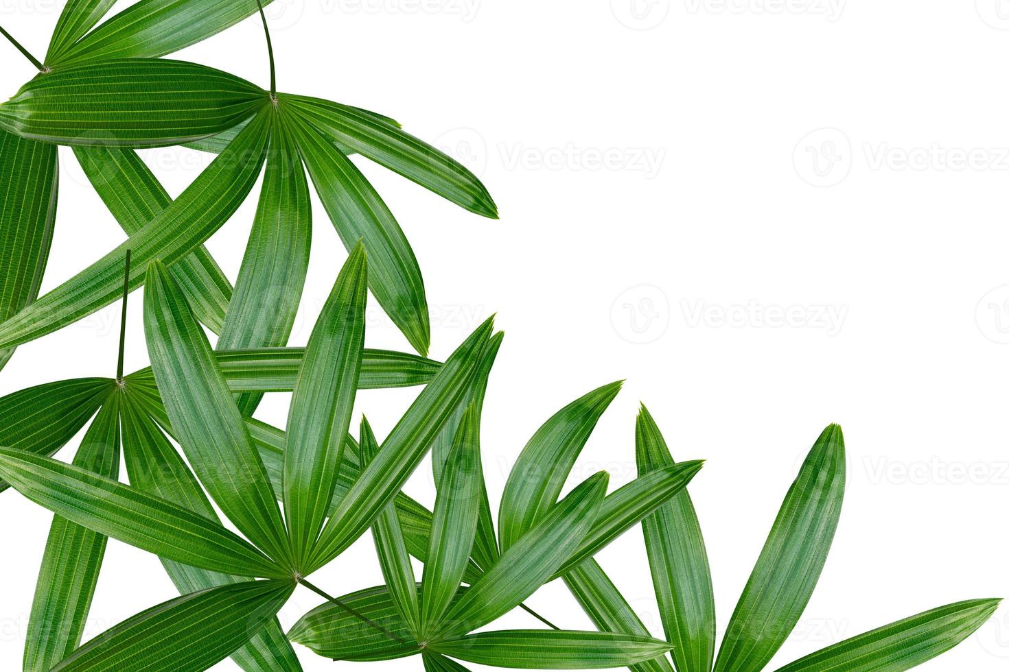 Green leaves pattern,leaf palm tree isolated on white background photo