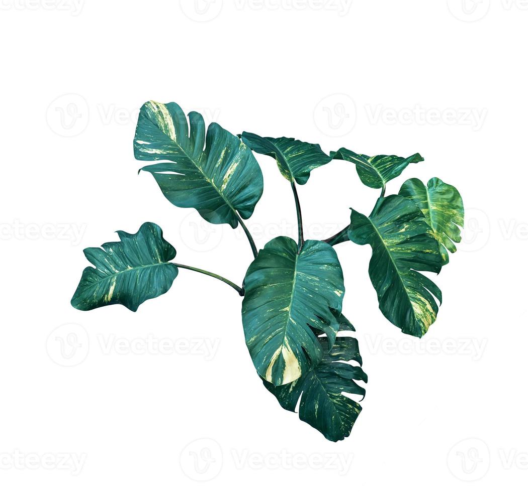 green leaves pattern of Epipremnum aureum foliage isolated on white background ,leaf exotic tropical ,Devil's ivy , Golden pothos ,include clipping path photo