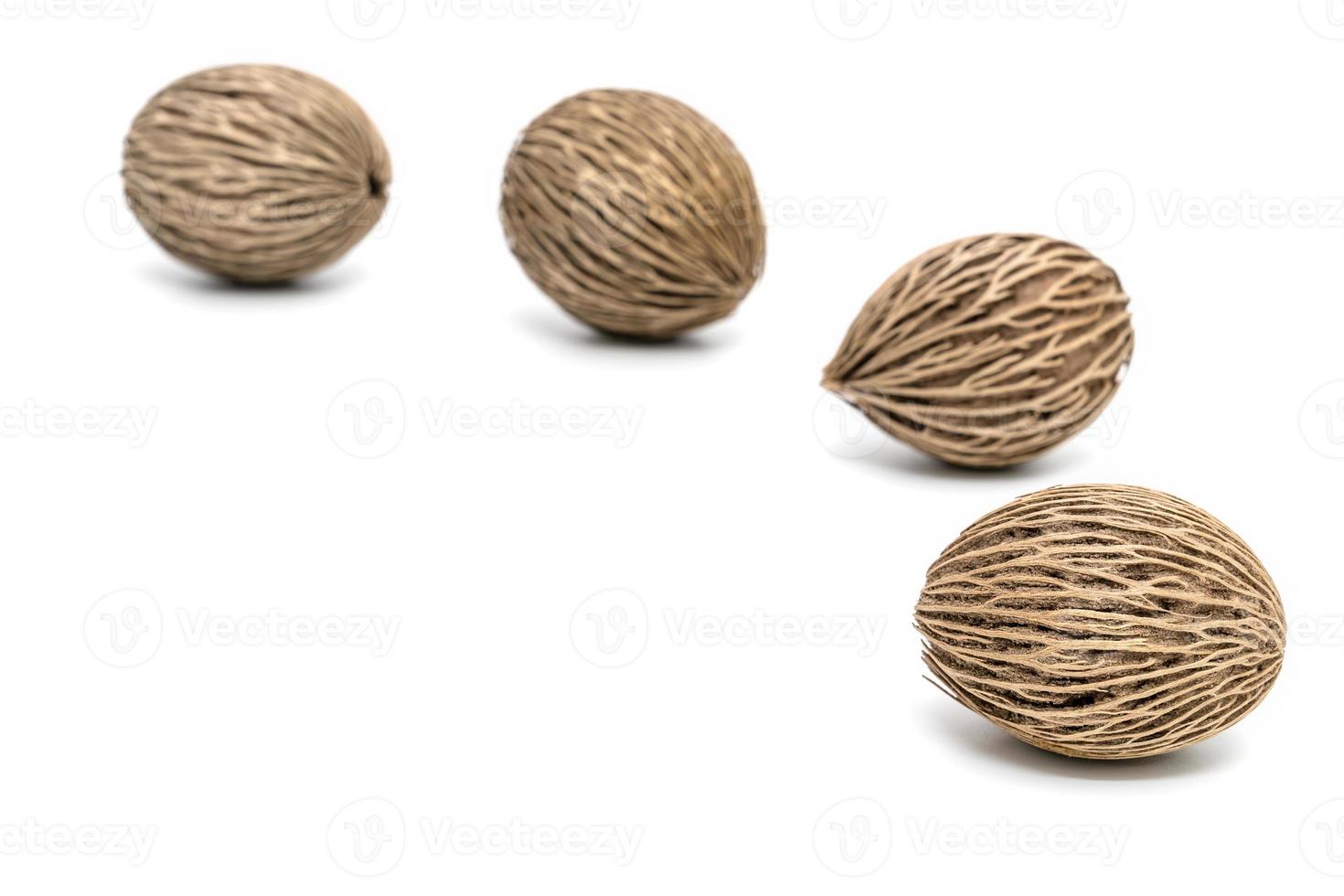 Suicide, Pong pong seed or Alstonia scholaris or apocynaceae,isolated on white background photo