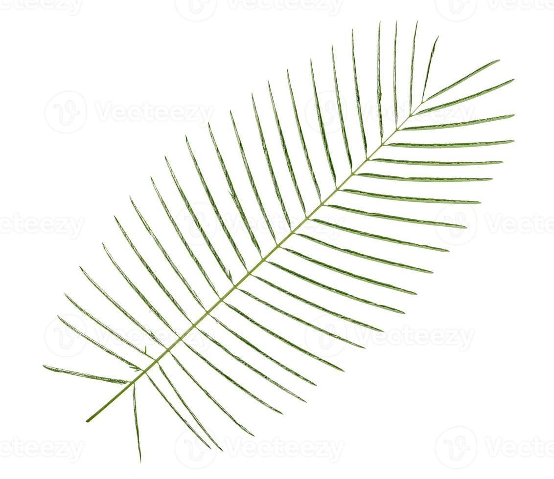 Green leaves pattern,leaf Climbing Wattle tree isolated on white background photo