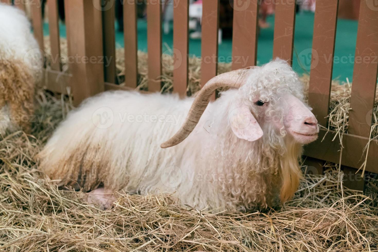 angora goat in the hay photo