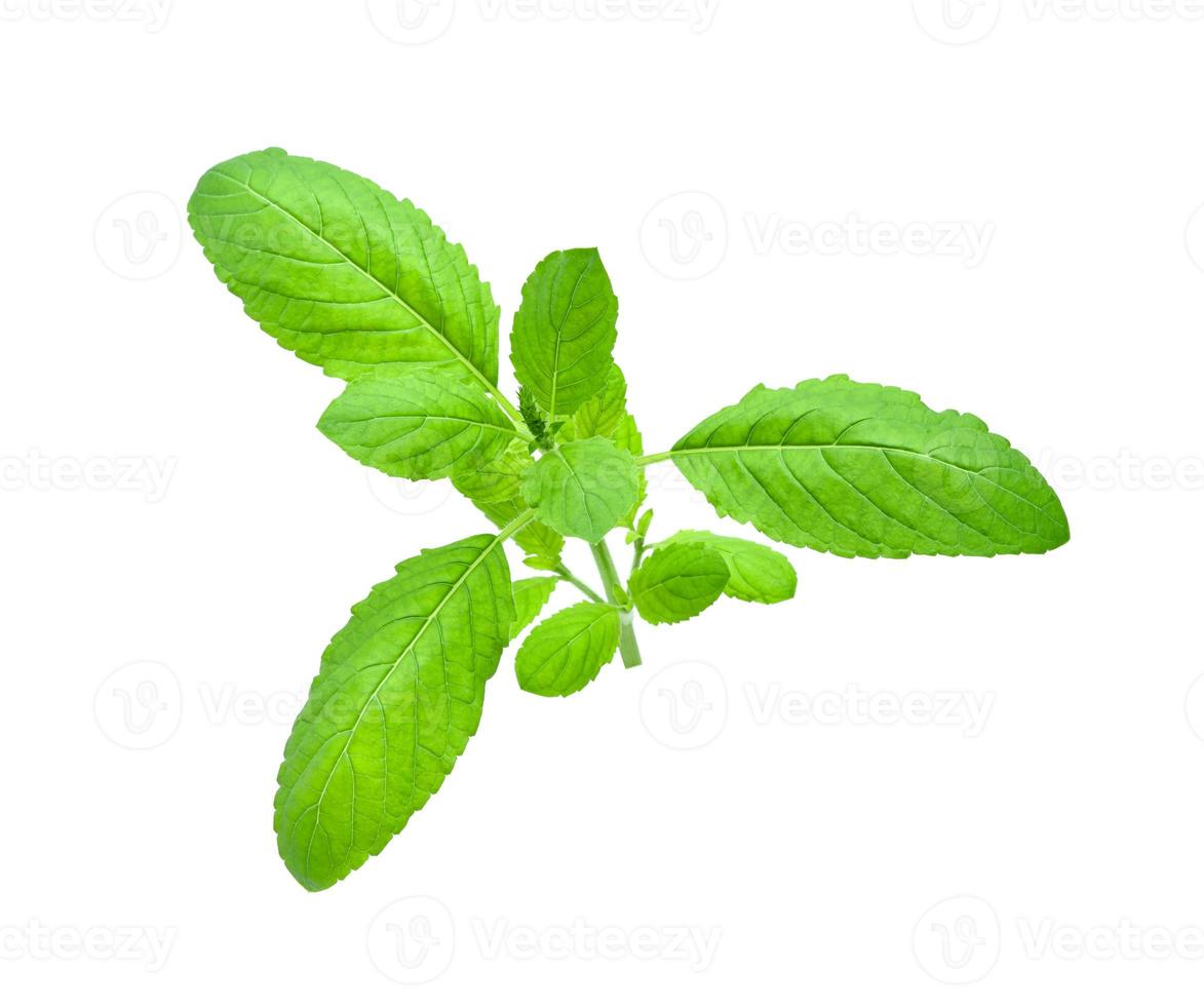 Holy Basil leaf or thai basil or Ocimum sanctum isolated on white background ,Green leaves pattern photo
