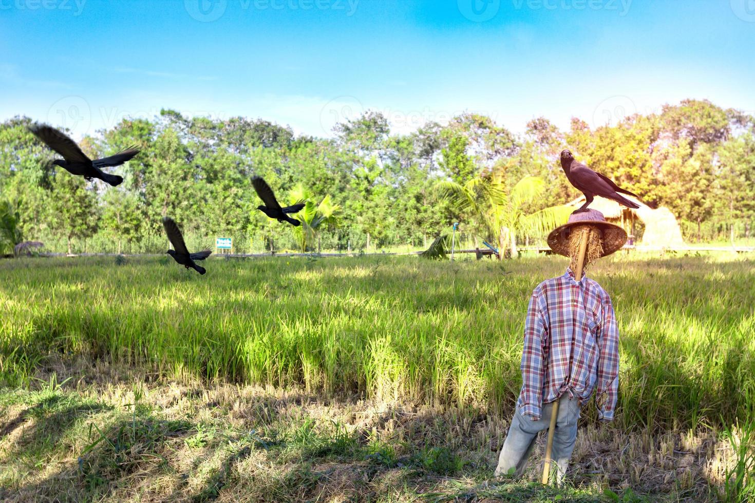 scarecrow and crow on  rice field background photo