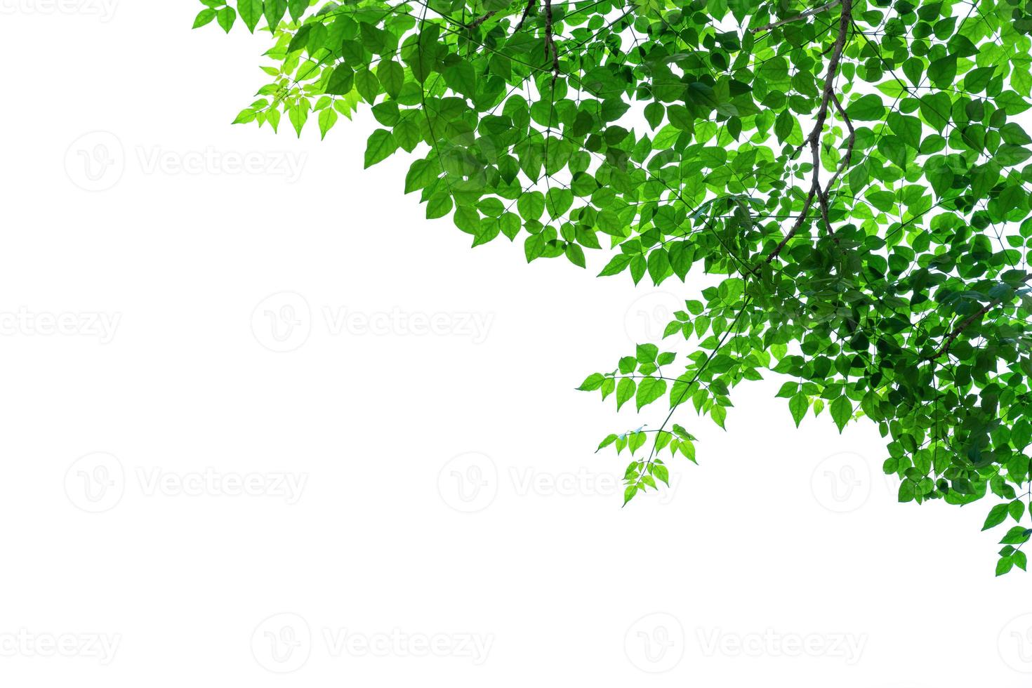 Green leaves pattern isolated on white background photo