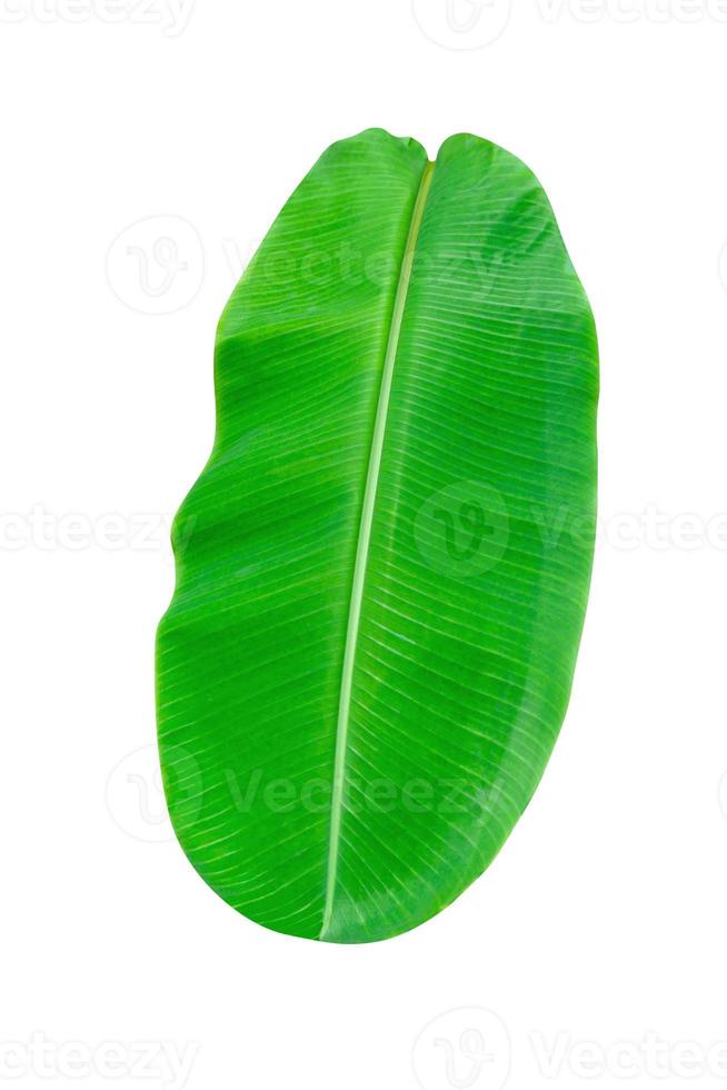Green leaves pattern,leaf banana isolated on white background,include clipping path photo