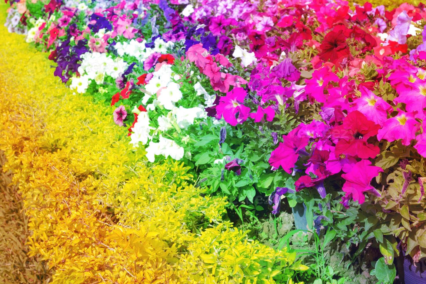 Colorful Petunia flowers bloom in the garden,filter effect photo