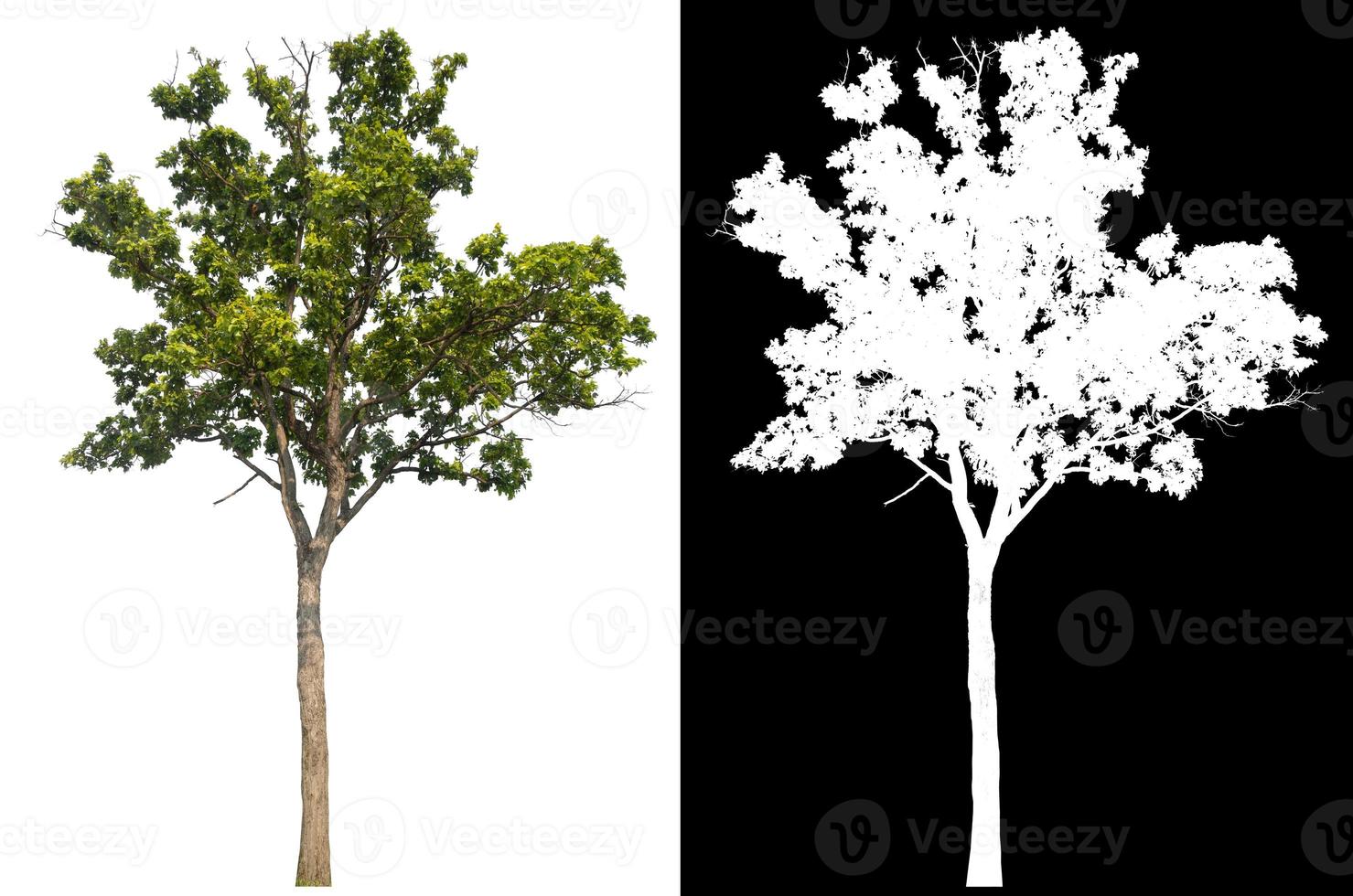 isolated single tree on white background with clipping path and alpha mask photo