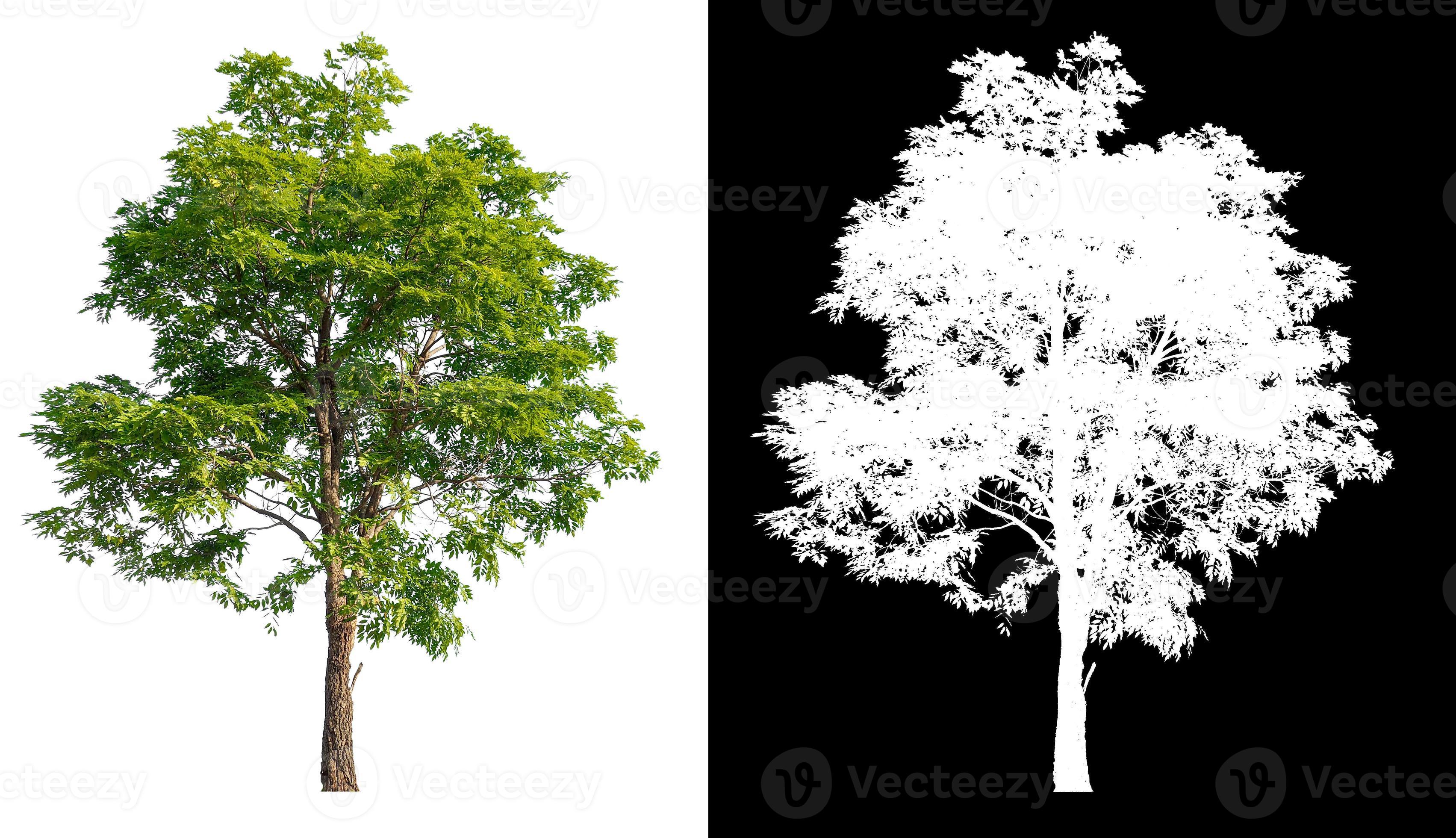 isolated single tree on white background with clipping path and alpha