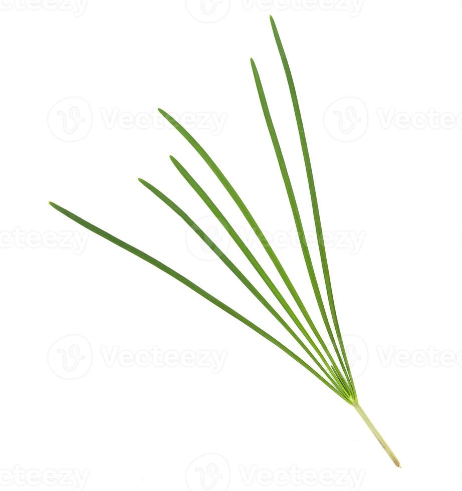 garlic chive isolated on white background,top view photo