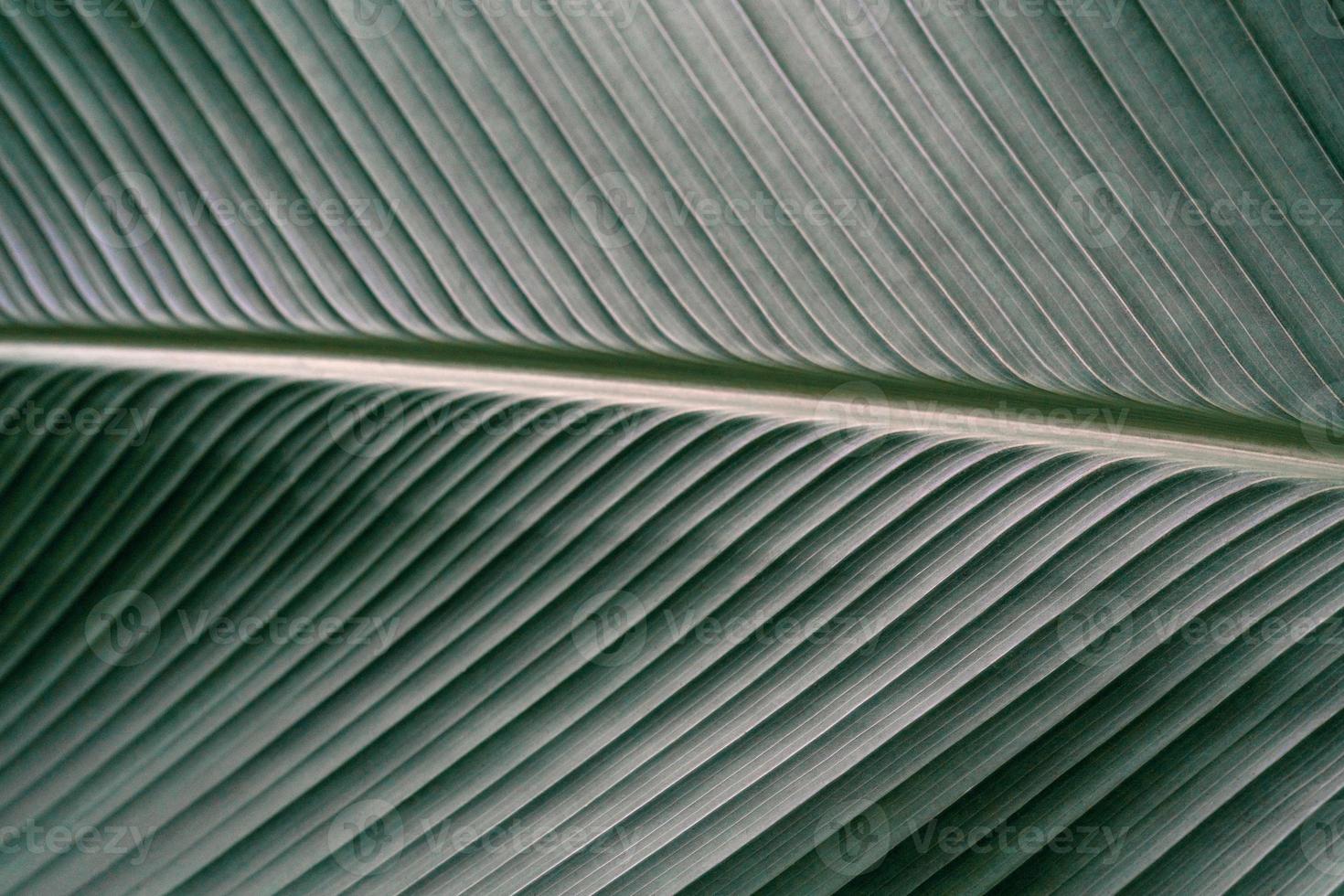 textura de hojas verdes, hoja tropical para el fondo de la naturaleza, árbol de follaje de calathea lutea foto