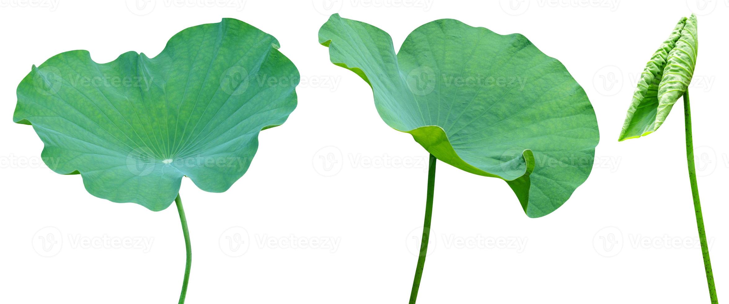 Green leaves pattern,leaf lotus isolated on white background photo