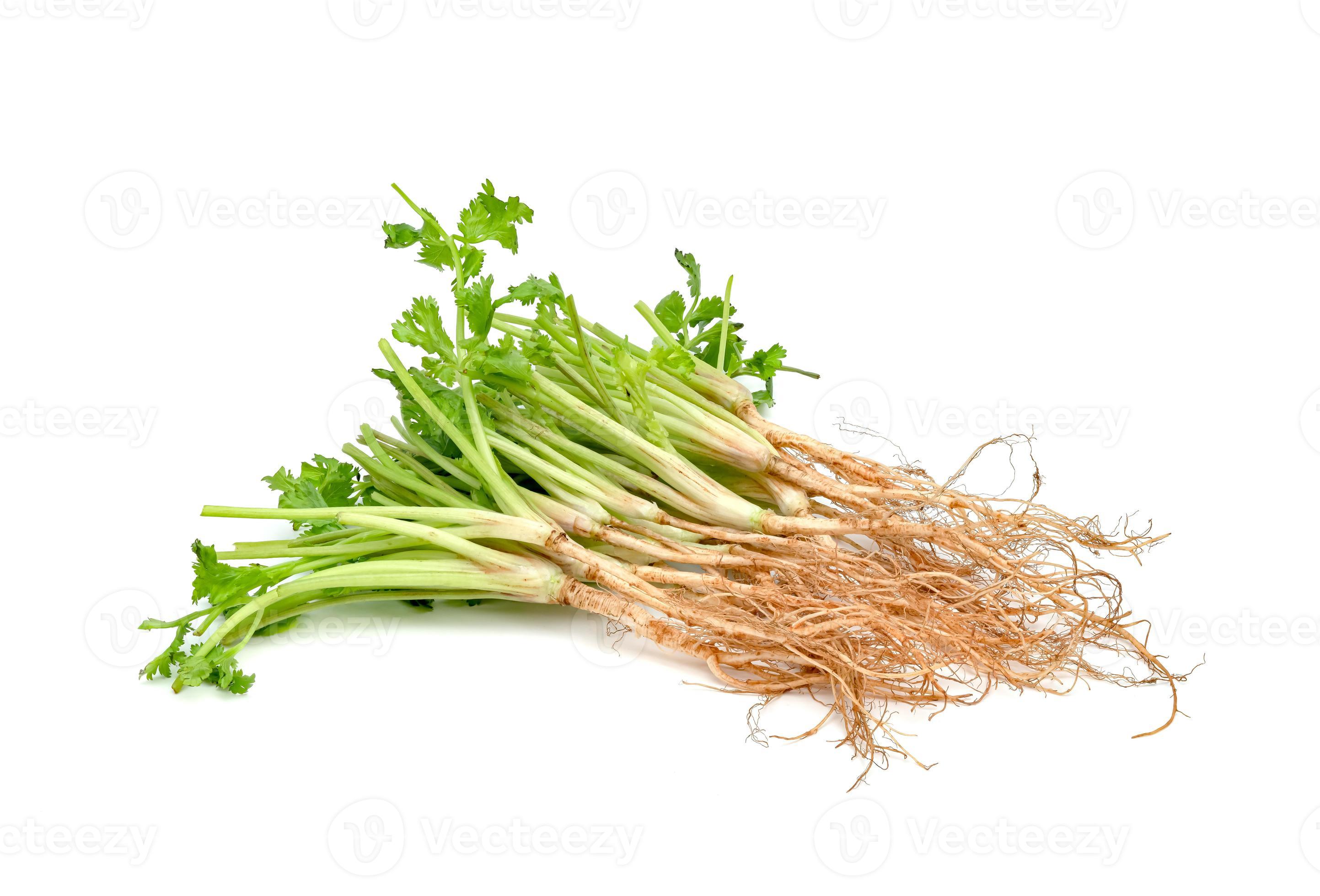 Coriander or Cilantro root isolated on white background 11087825 Stock