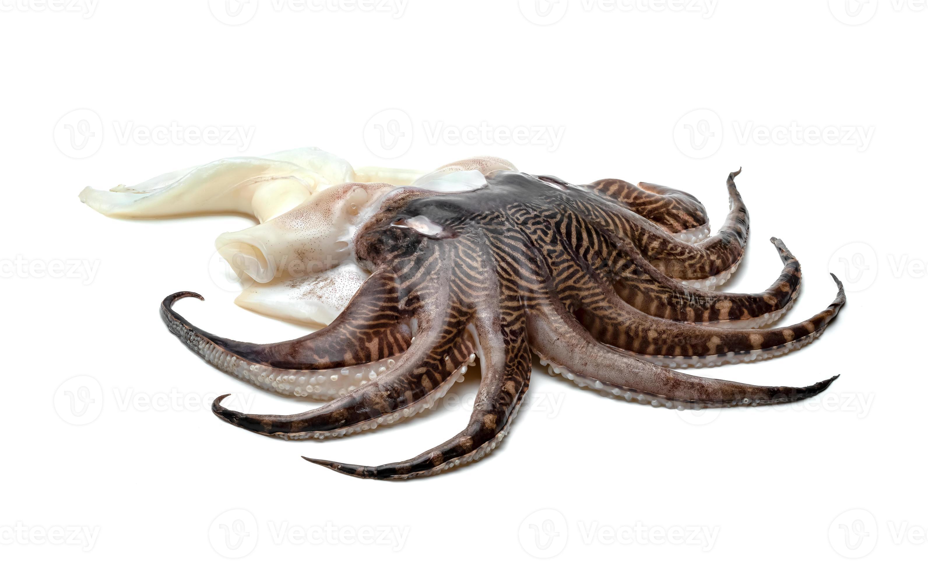 tentacles of squid isolated on white background 11087866 Stock Photo at