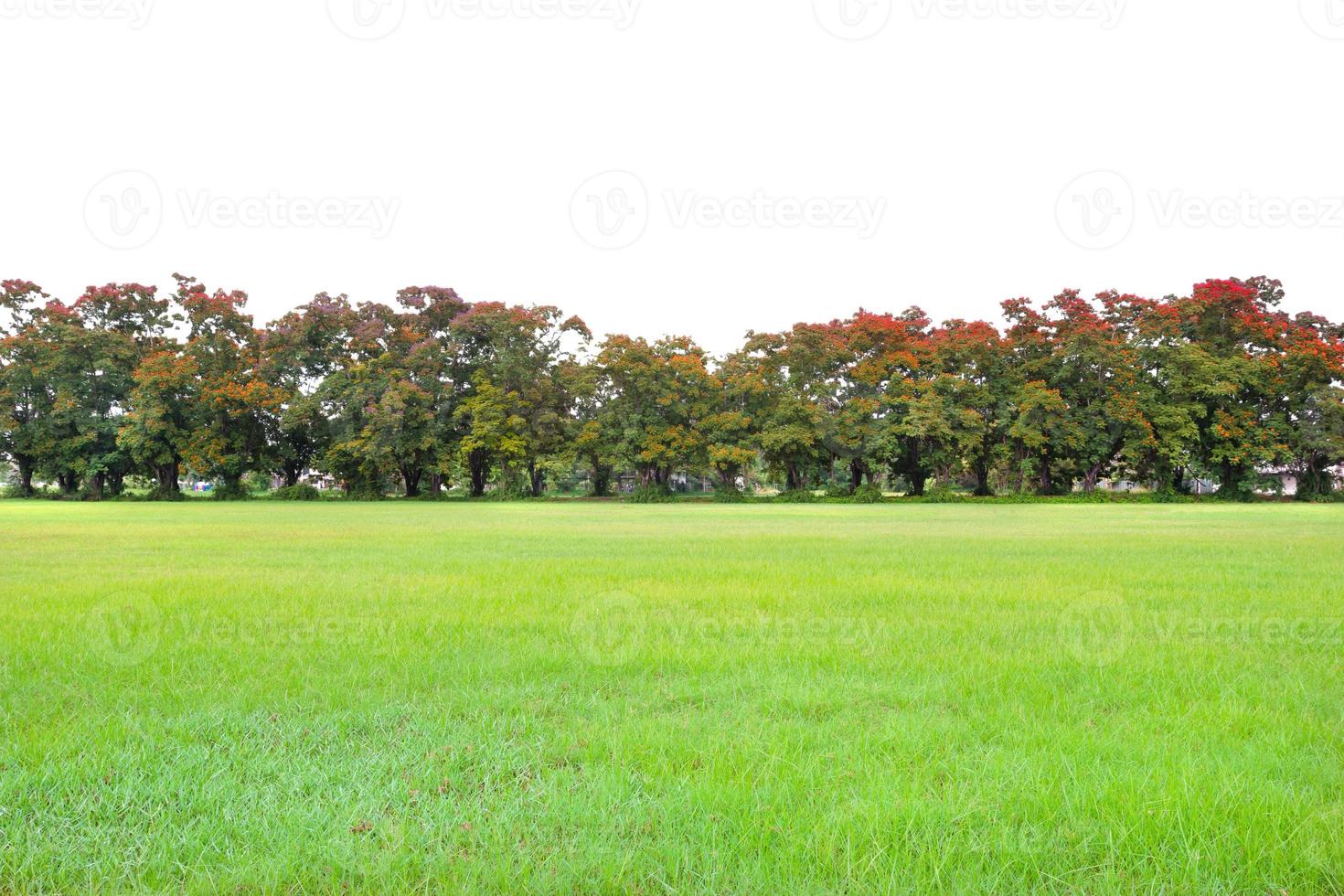 meadow and Peltophorum pterocarpum tree with windbreak photo