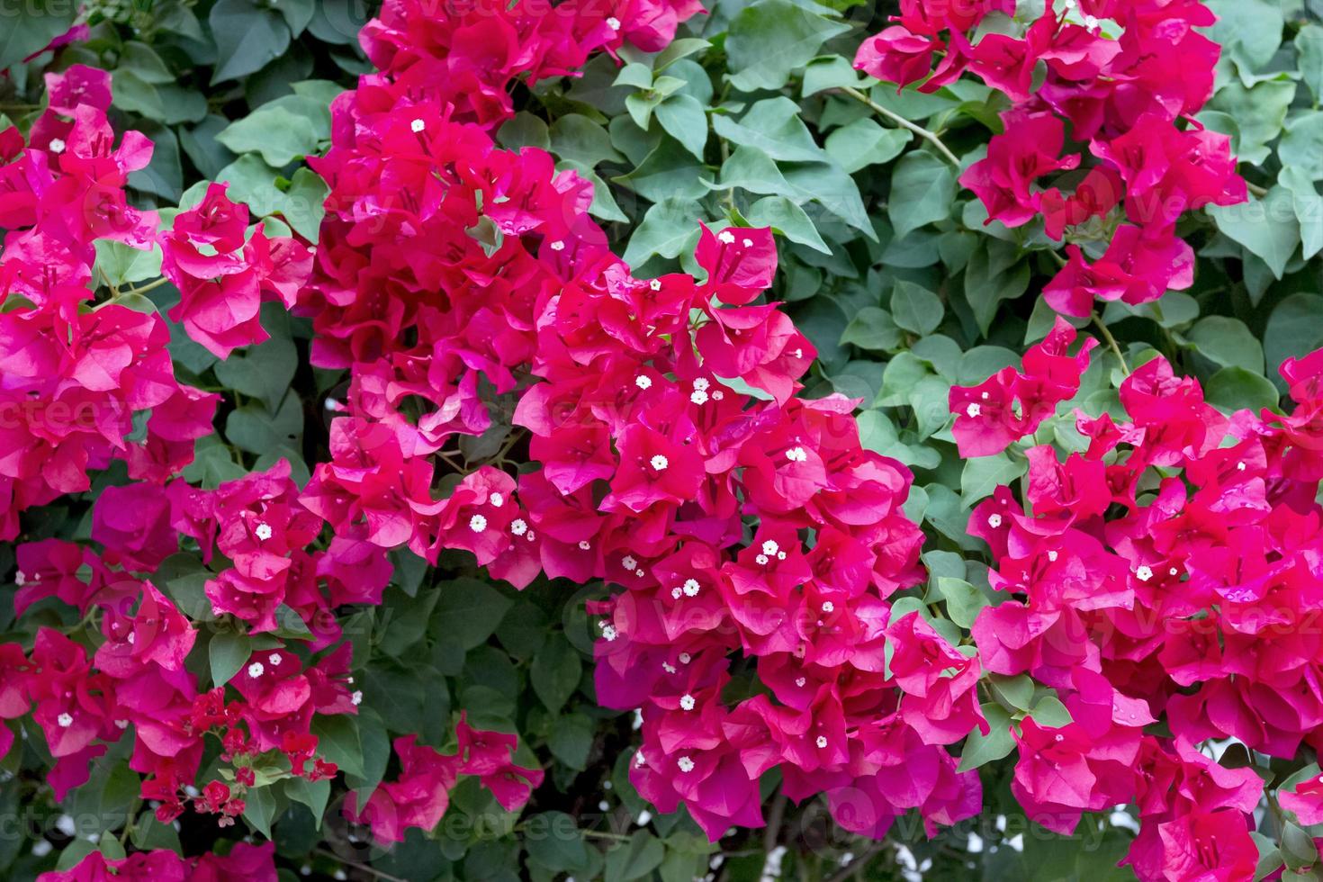 Red Bougainvillea Flower photo