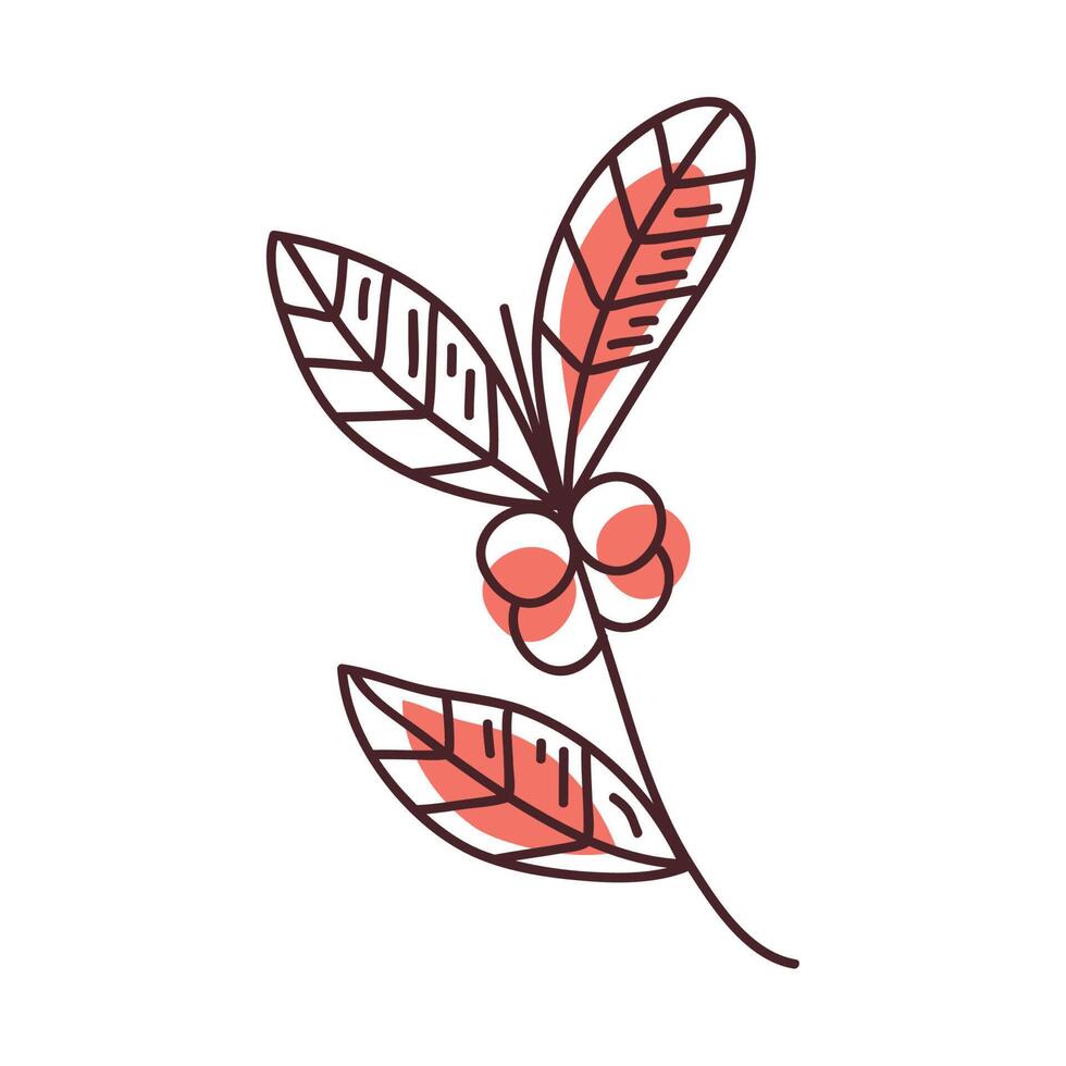 coffee plant with seeds vector