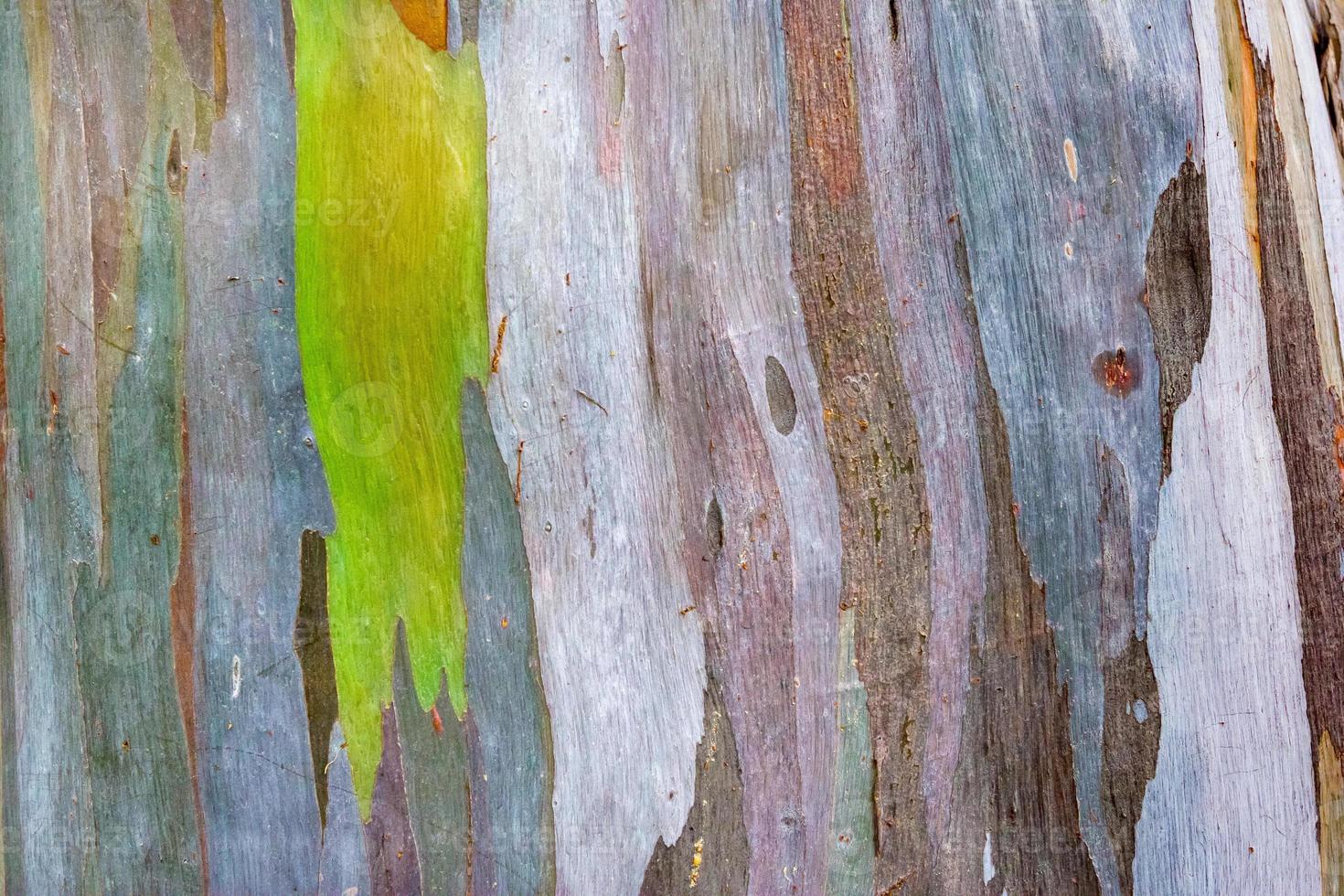 Colorful pattern of a Rainbow eucalyptus photo