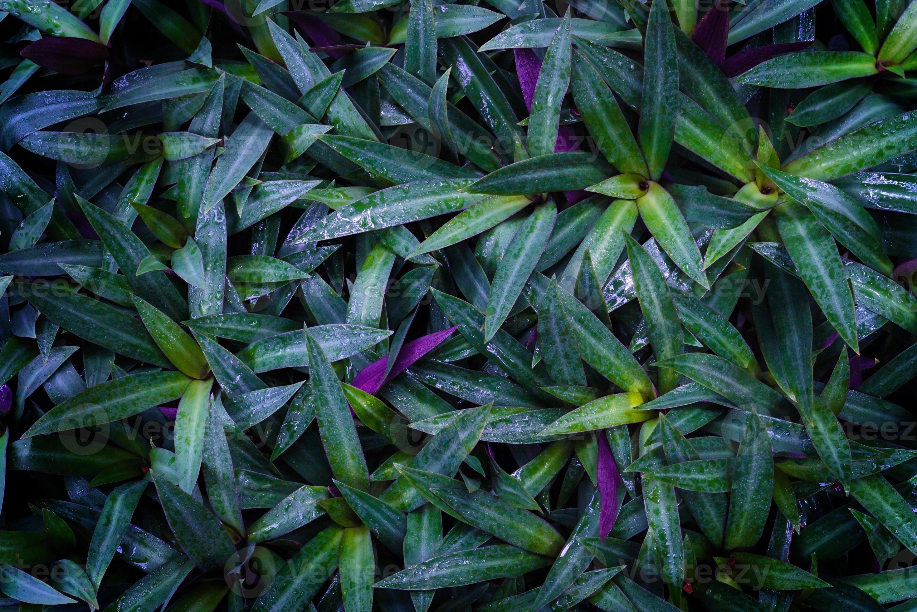 green leaves pattern with drop of water,leaf Tradescantia