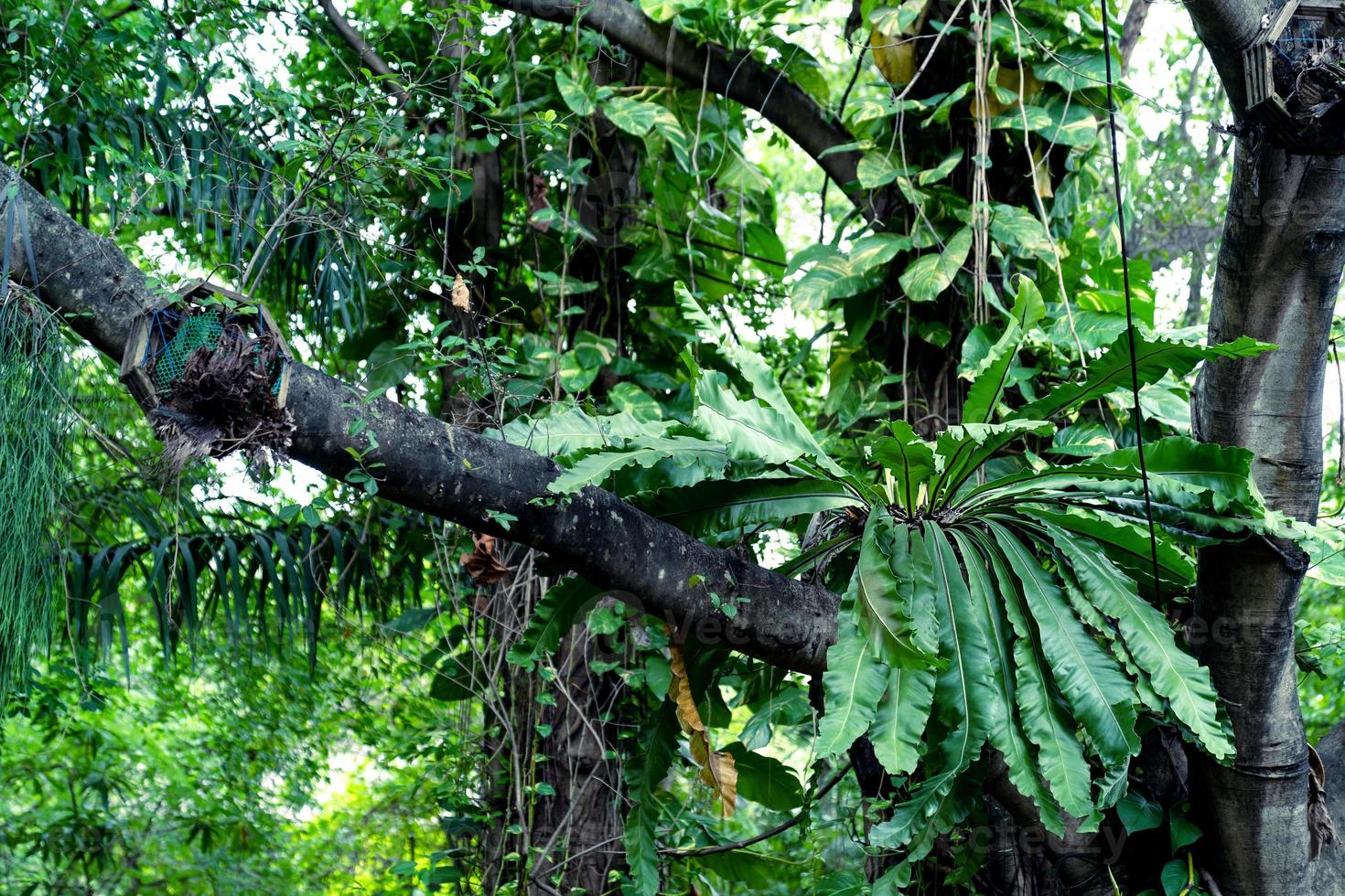 Green leaves pattern,leaf of Bird's-nest fern on tree photo