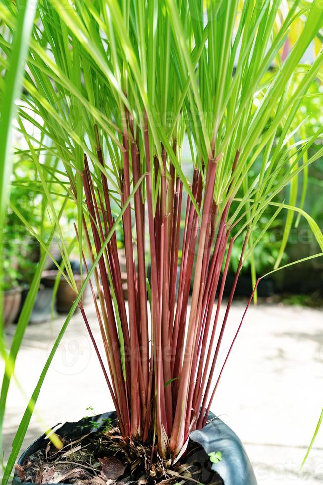 patrón de hojas verdes de cymbopogon nardus en el jardín foto