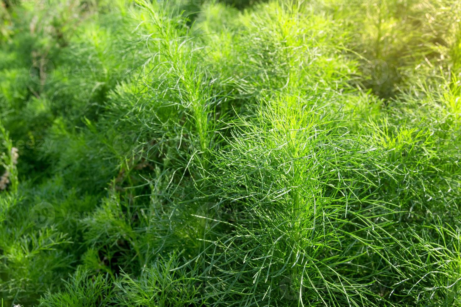 Asparagus racemosus or Shatawari,herb plant photo