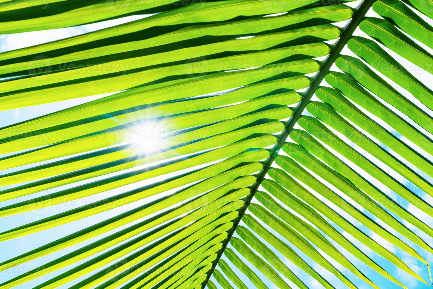 Green leaves pattern,leaf palm tree with sunshine photo