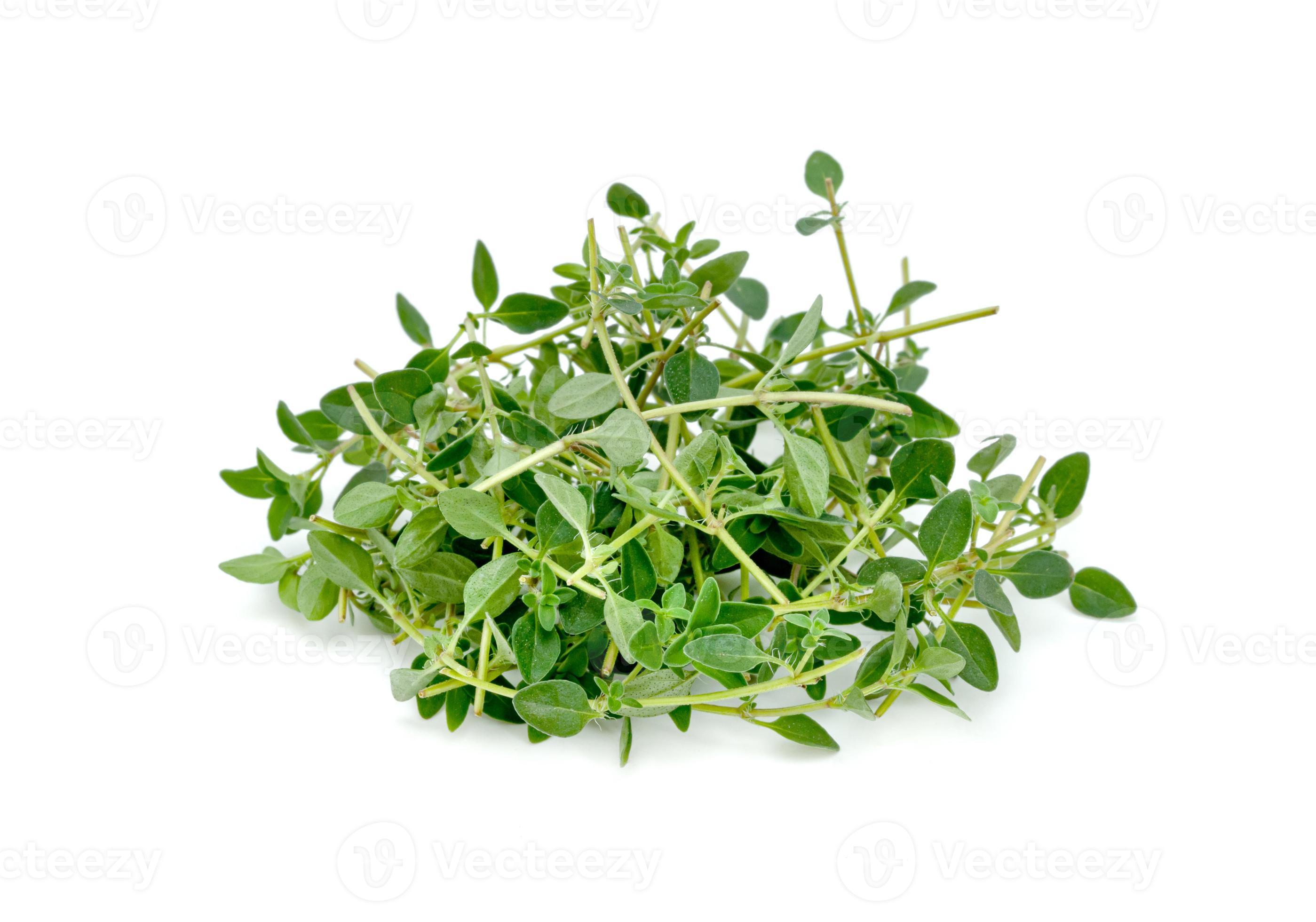 fresh thyme or Lemon thyme leaf isolated on a white background ,Green