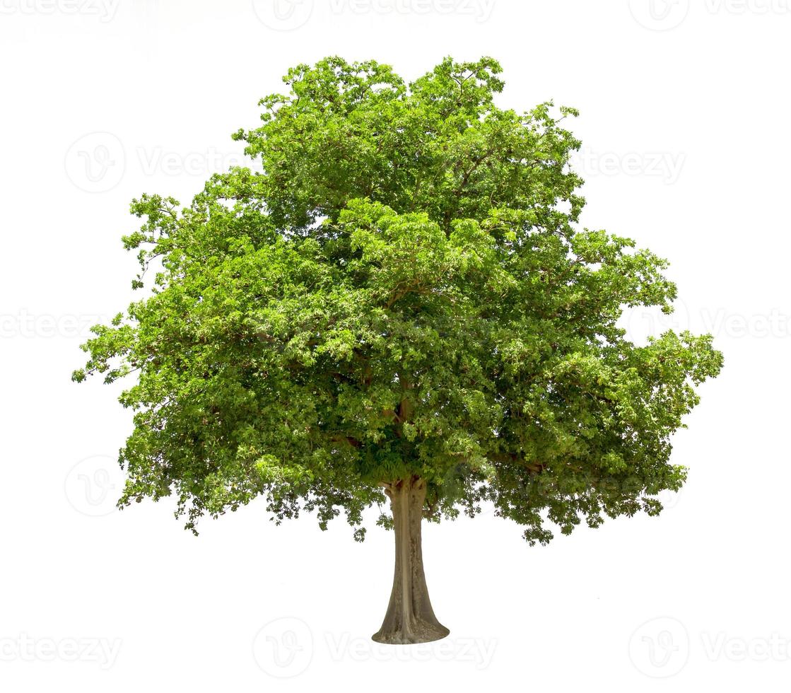 Green Tree Isolated on White background photo