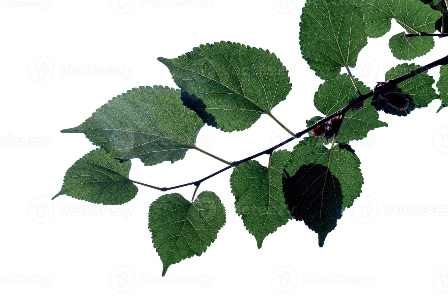 Green leaves pattern, autumn plant leaf isolated on white background,Mulberry tree In the shade photo