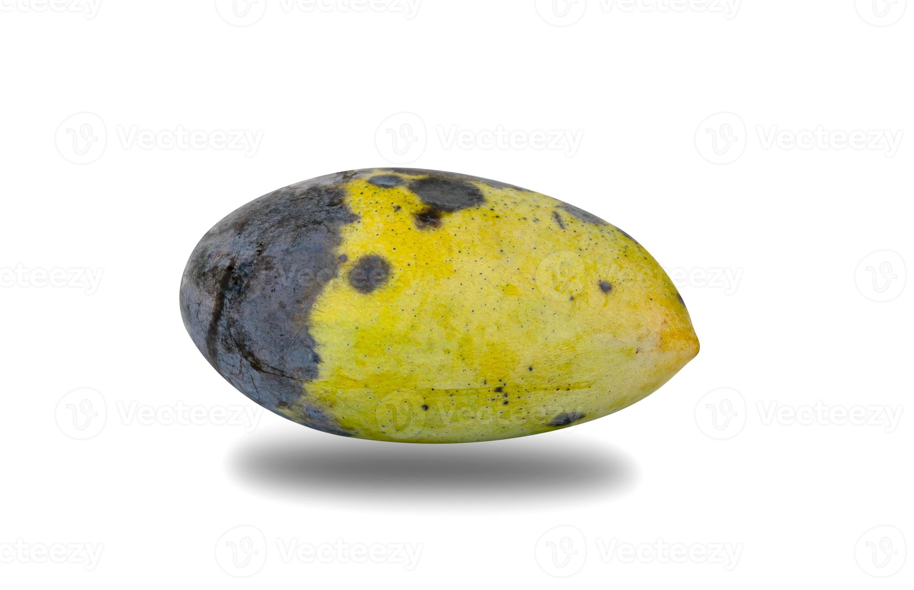 Rotten mango fruite isolated on a white background, Stock image