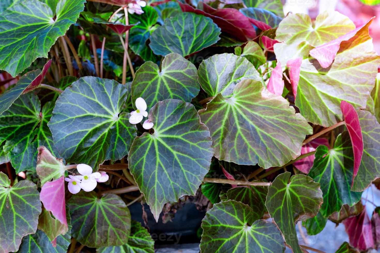 Dark green leaves pattern with little flowers photo