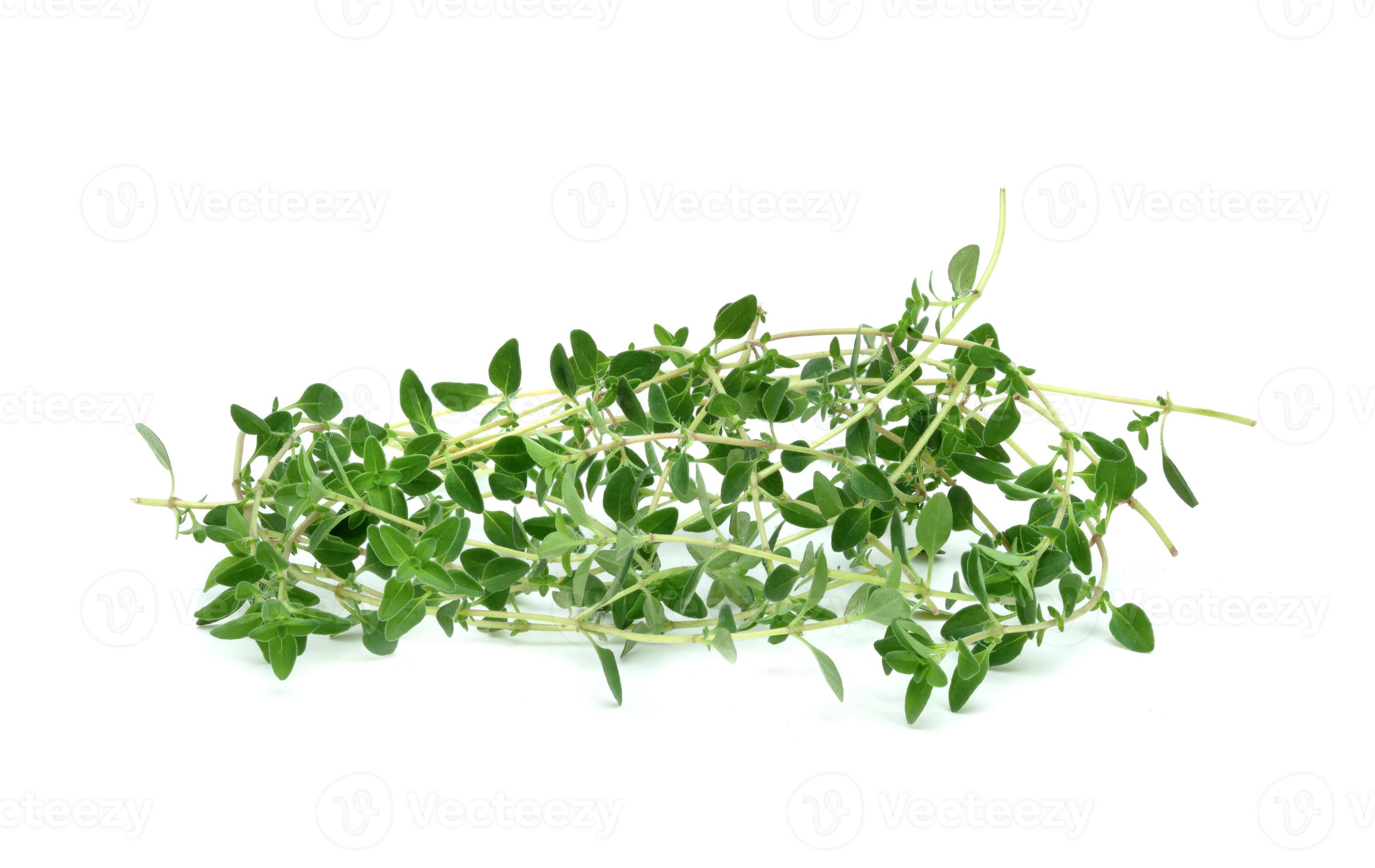 fresh thyme or Lemon thyme leaf isolated on a white background ,Green