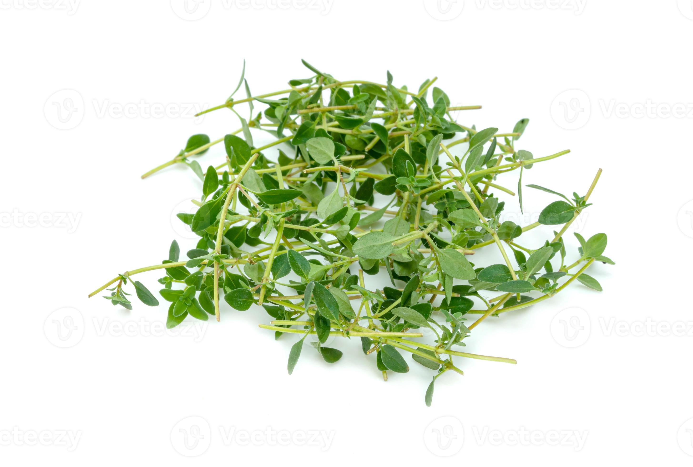 fresh thyme or Lemon thyme leaf isolated on a white background ,Green