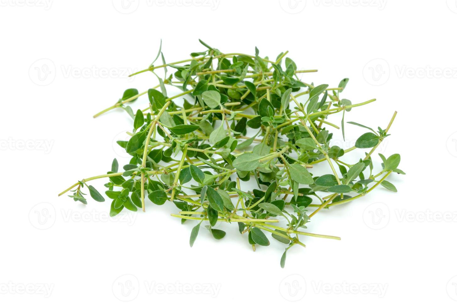 fresh thyme or Lemon thyme leaf isolated on a white background ,Green leaves pattern photo