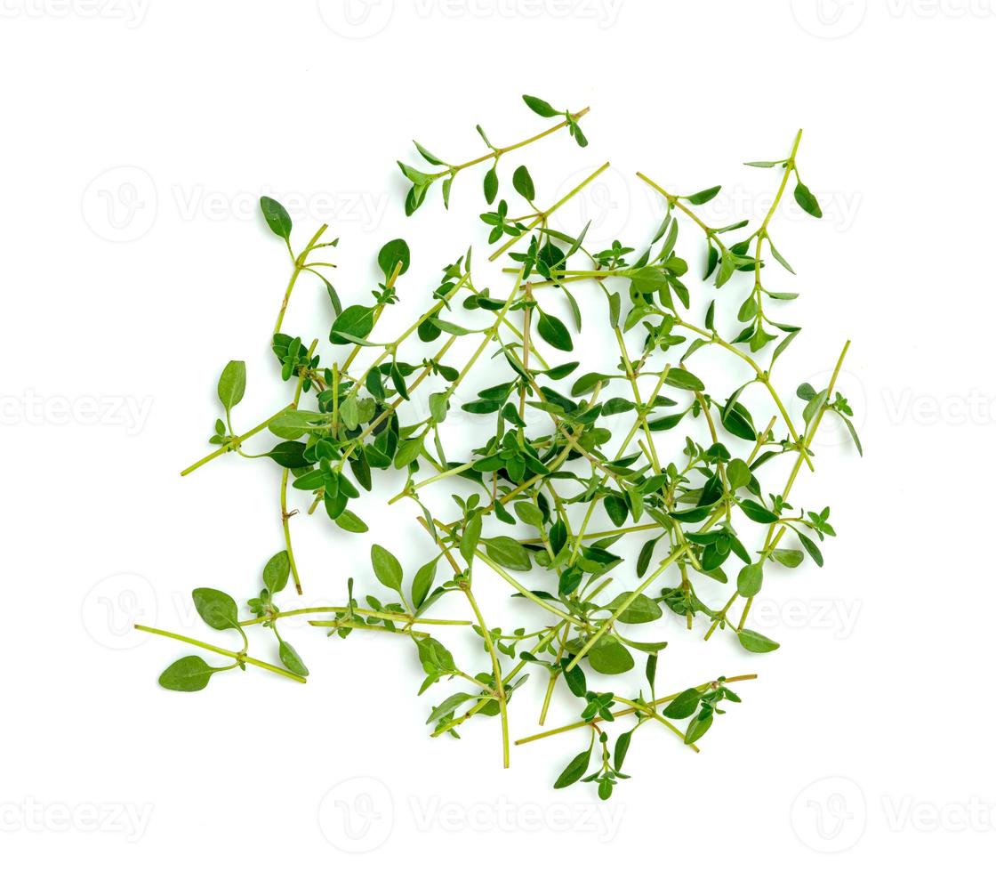 fresh thyme or Lemon thyme leaf isolated on a white background ,Green leaves pattern photo