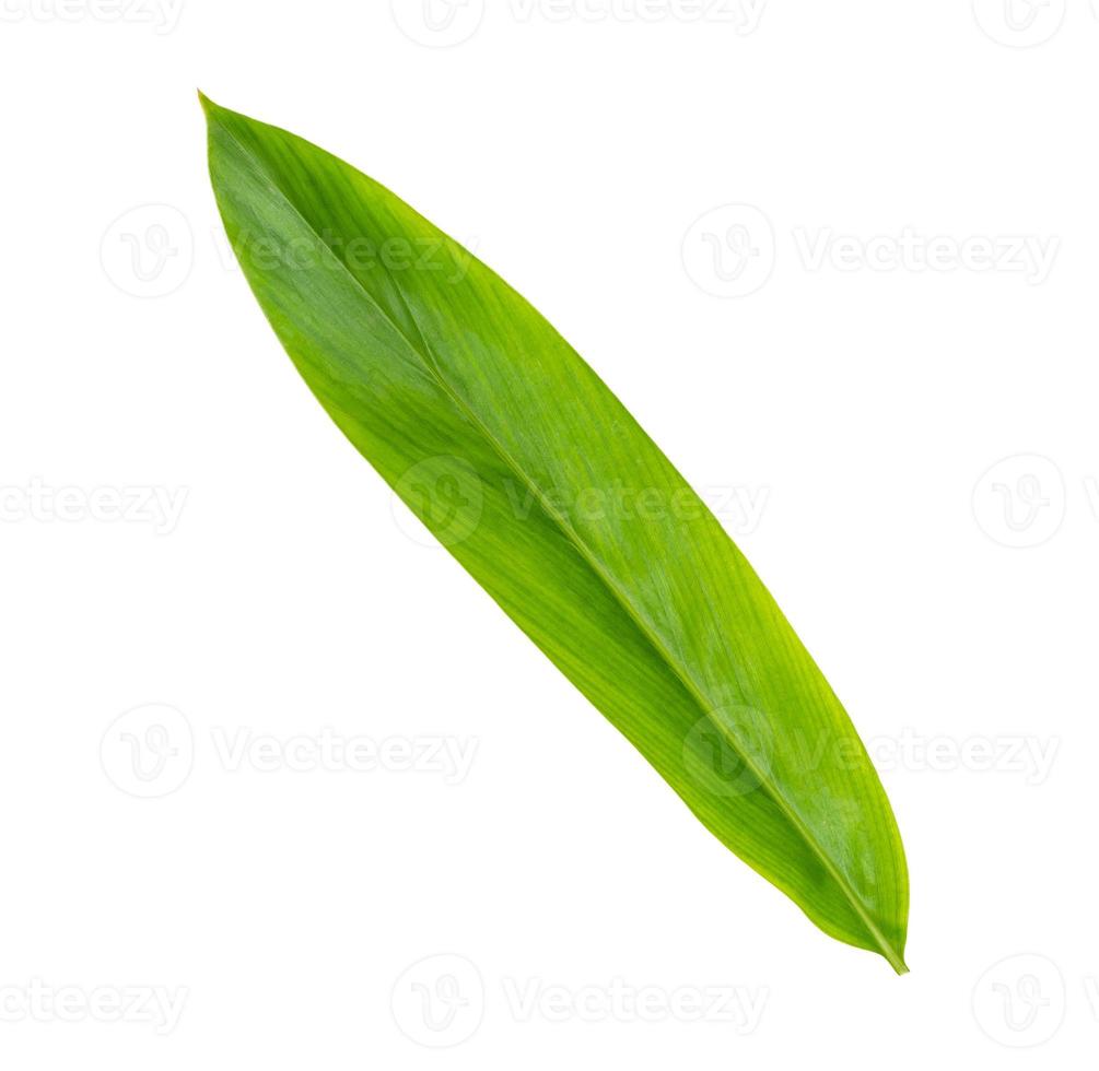 Green galangal leaves pattern isolated on white background photo