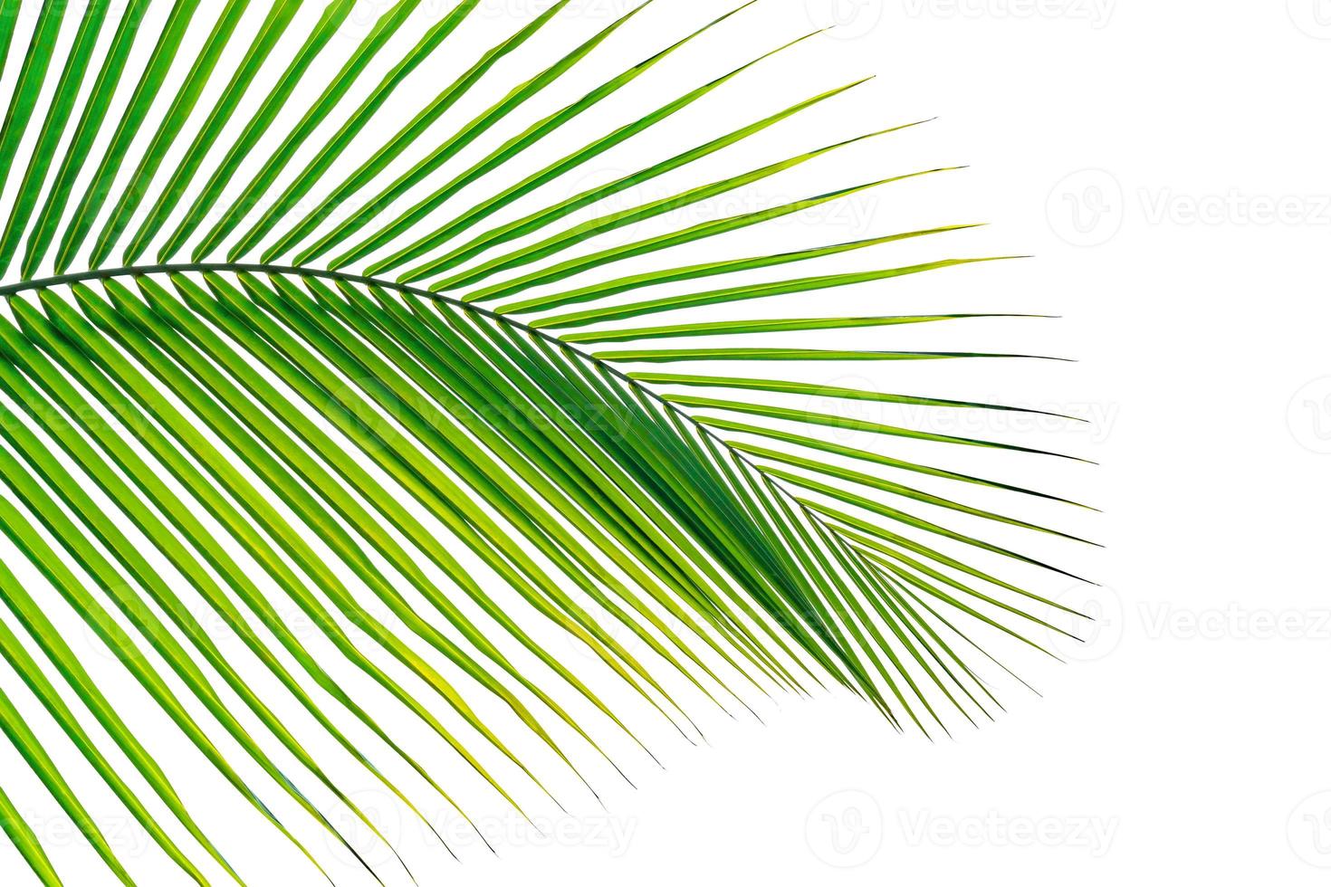 Green leaves pattern,leaf palm tree isolated on white background photo