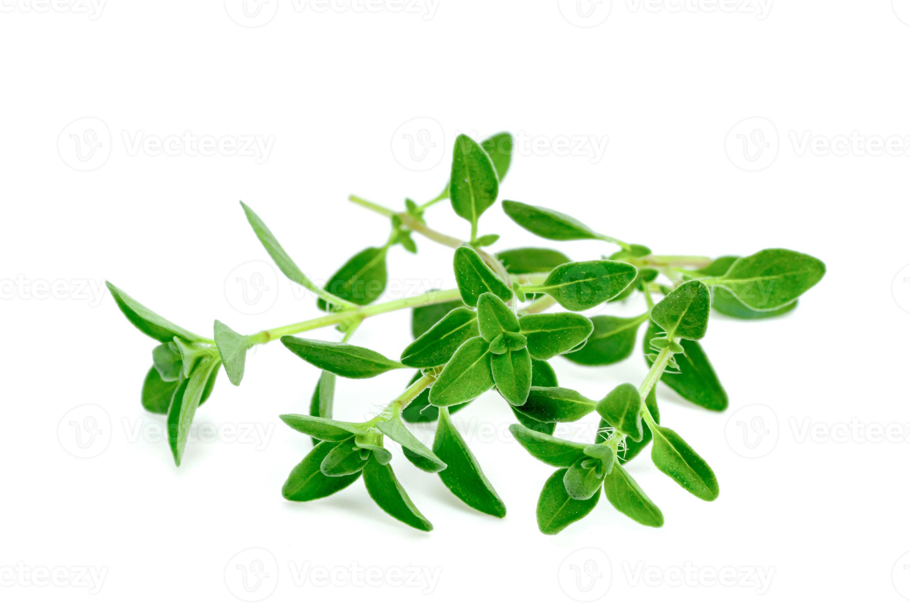 fresh thyme or Lemon thyme leaf isolated on a white background ,Green