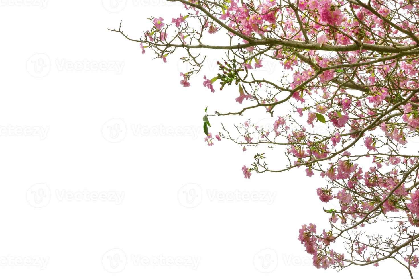 Pink trumpet tree or Tabebuia rosea isolated on white background photo