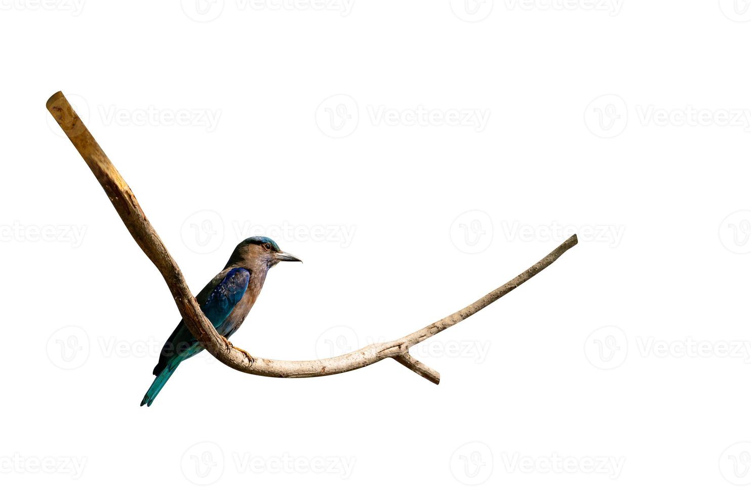 Coracias affinis or Indochinese roller birds on branch isolated on white background ,include clipping path photo